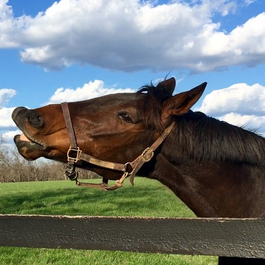 Basic Equine First Aid Tips