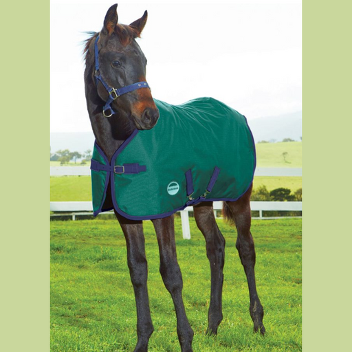 Foal blanket