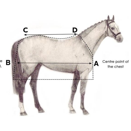 horse-size-how-to-fit-2