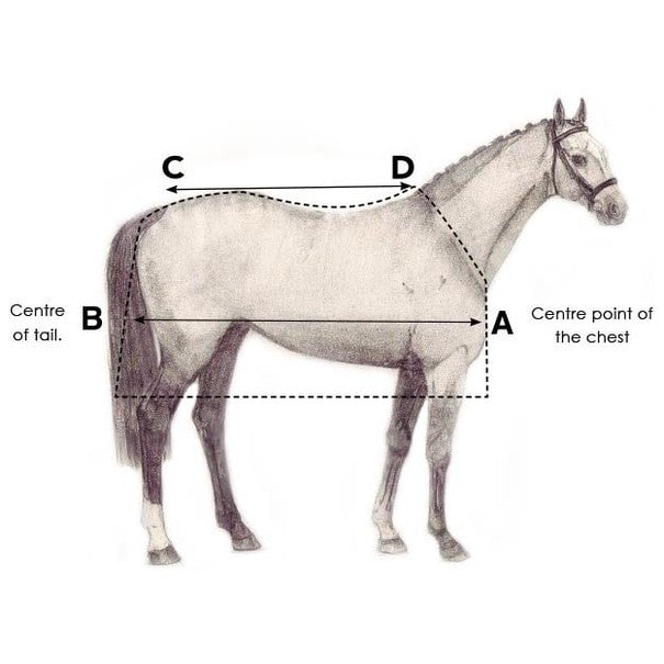 horse-size-how-to-fit-2