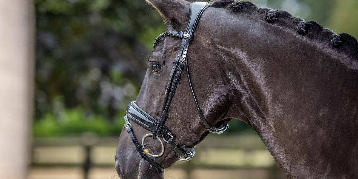 Bridle Basics — Happy Horse Tack Shop