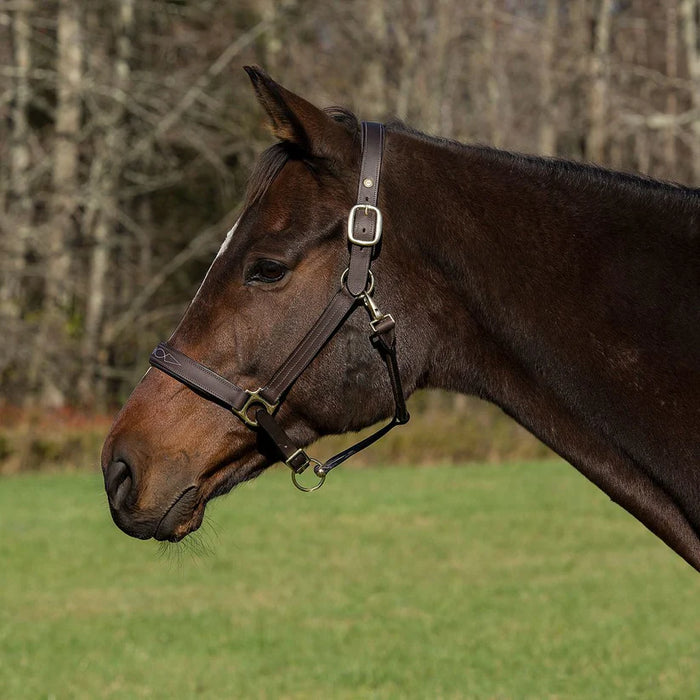 HDR Pro Fancy Padded Rolled Throat Triple Stitched Halter