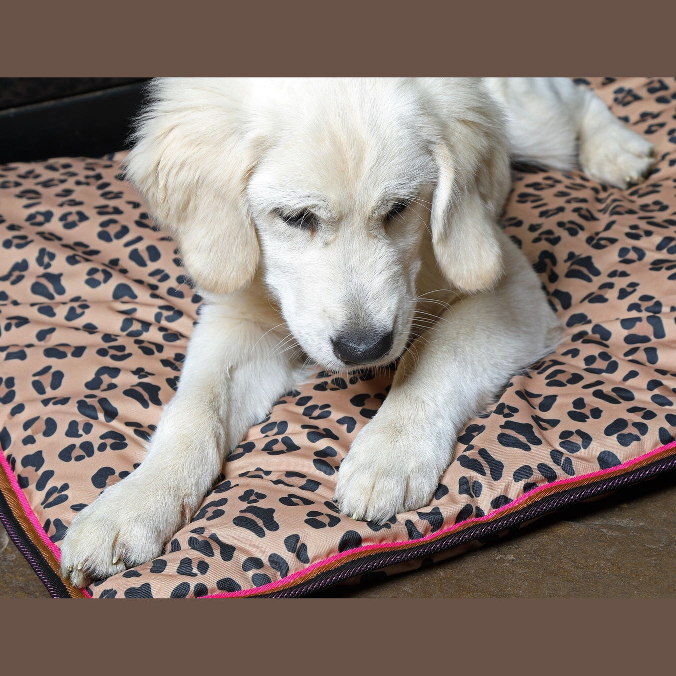 Stable Needs- Dog Wear