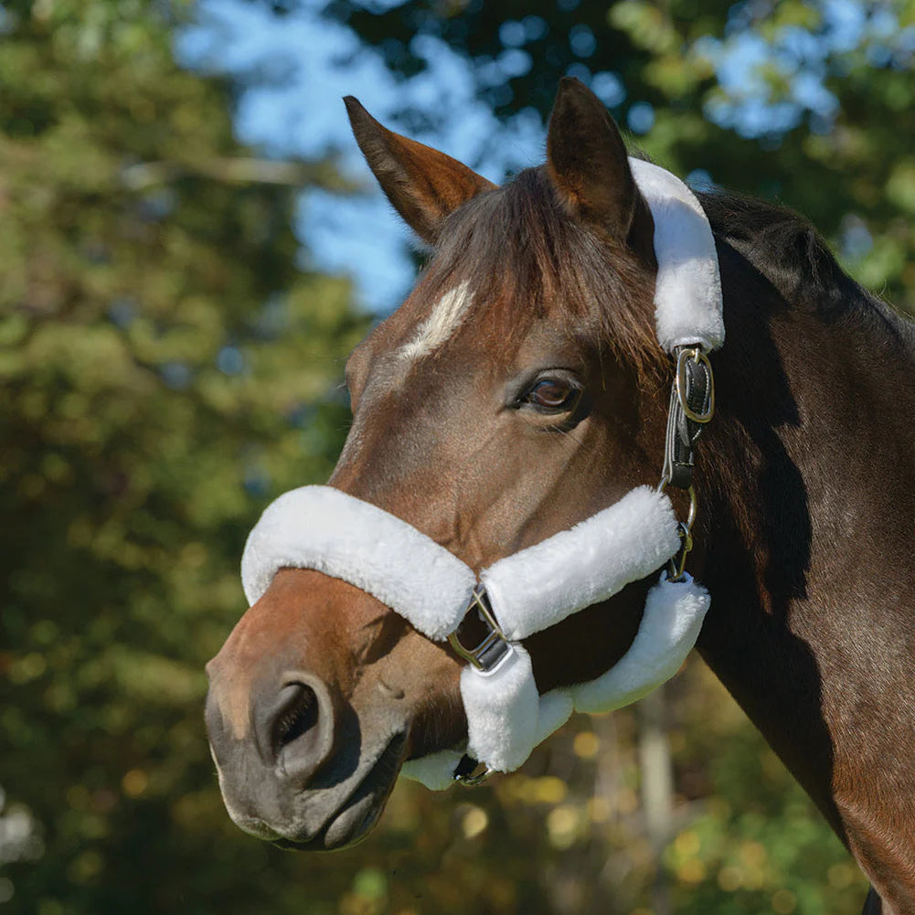 Stable Needs - Halters