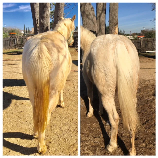 Knotty Horse Apricot Oil Brightening Shampoo 36oz