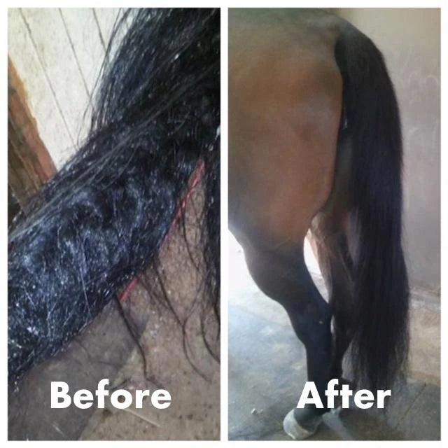 Knotty Horse Apricot Oil Detangling Treatment 12oz