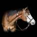 bridle