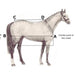 horse-size-how-to-fit-2