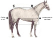horse-size-how-to-fit-2