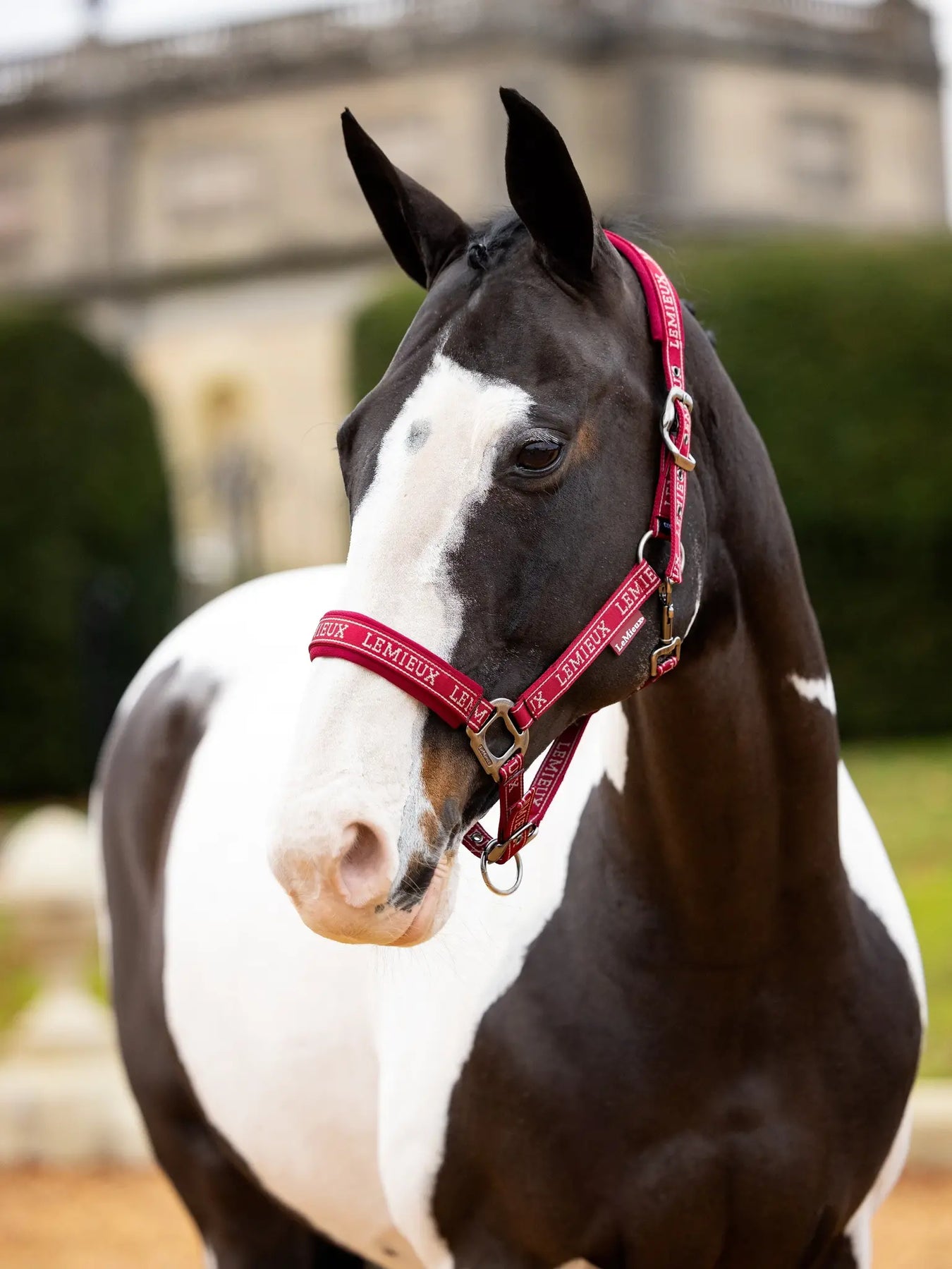 For the Horse - Closeouts